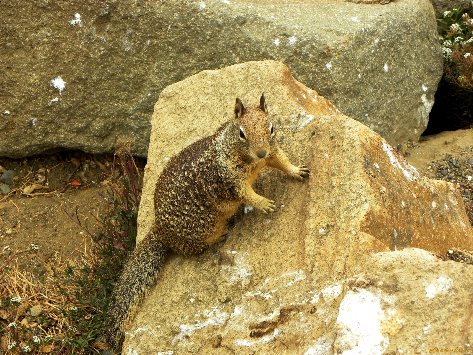 , , squirrel